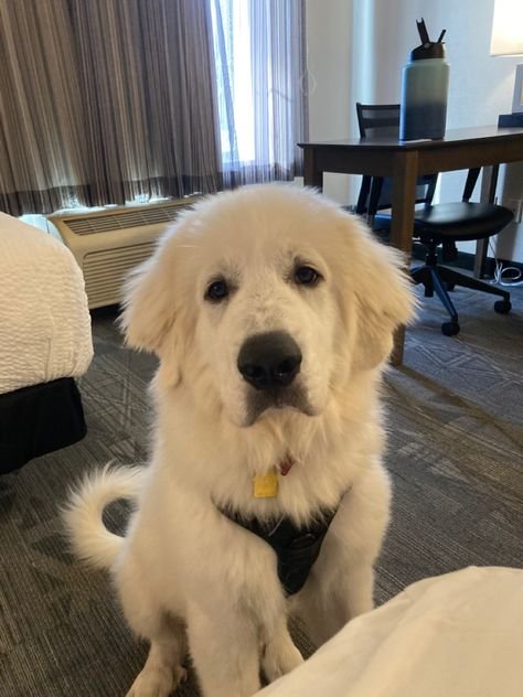 Golden Pyrenees: A Guide to the Gentle Giant