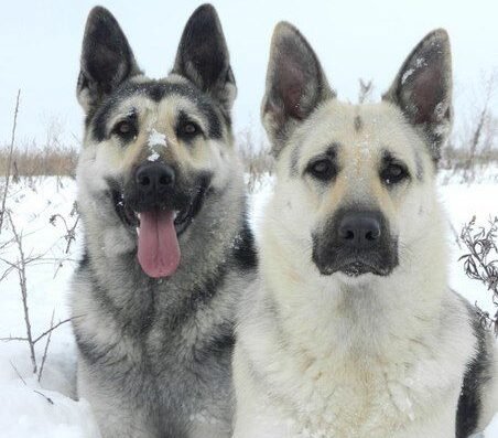 20 Unique Facts About Silver German Shepherds